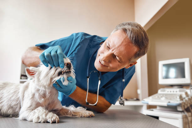 Best Broken or Chipped Tooth Repair in Upper Lake, CA
